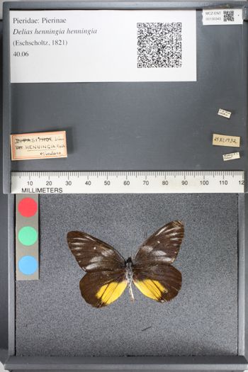 Media type: image;   Entomology 130343